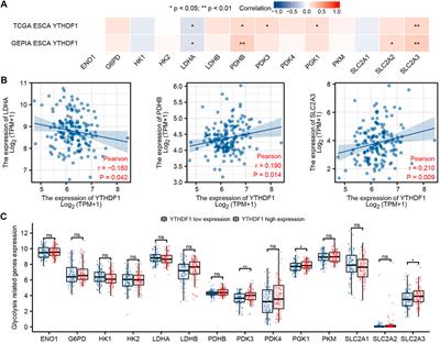 Comprehensive Analysis of YTHDF1 Immune Infiltrates and ceRNA in Human <mark class="highlighted">Esophageal Carcinoma</mark>